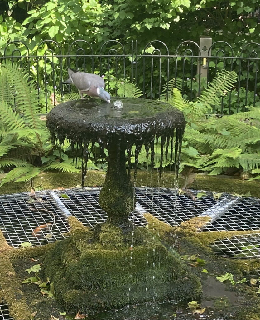 Secret Islands of Green- Hidden Gardens of the City