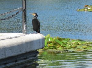 Docklands Wildlife Spotting