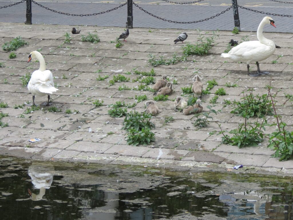 East India Docks – Thames – Docklands