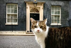  a cat at 10 downing street