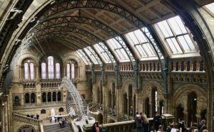 Skeleton in national history museum 