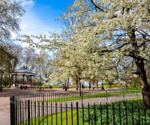 Cherry Blossom Tree in Hyde Park on a sunny day