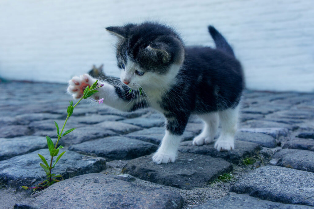 Cat Tails – A Feline Take on London History