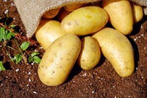 bunch of potato on soil