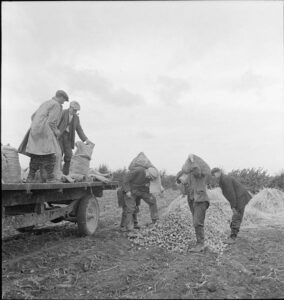 potato farm in England