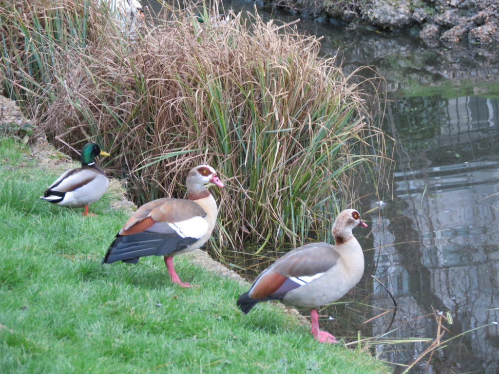 River Wandle & Wandsworth Canal