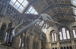 Whale Skeleton- Natural History Museum