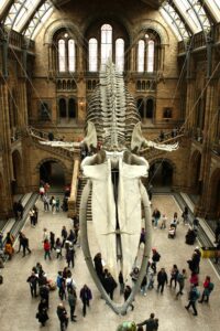 The suspended blue whale skeleton viewed from above in Hintze Hall at London’s Natural History Museum