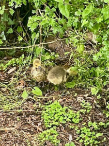 Two fluffy goslings foraging beneath dense greenery in a hidden planted area in King’s Cross, London