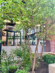 Leafy planting and young trees in a landscaped courtyard beside modern glass-fronted buildings in King’s Cross, London