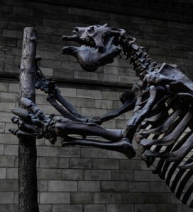 Giant prehistoric sloth skeleton climbing a tree display at London’s Natural History Museum