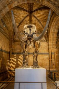 A woolly mammoth skeleton displayed beneath vaulted arches in London’s Natural History Museum