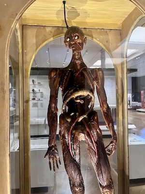 Life-size anatomical model showing exposed muscles, blood vessels and internal organs, displayed in a glass case at London’s Science Museum.